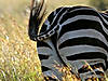 hunting-zebra-14.jpg