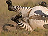 hunting-zebra-27.jpg