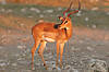 impala-black-faced.jpg