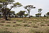 impala-herd.jpg