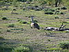 kori-bustard-011.JPG