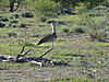 kori-bustard-03.JPG