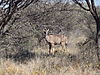 kudu-female2.jpg