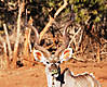 kudu-hunt.jpg