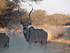 kudu-rut-01.jpg