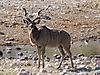 kudus3.JPG