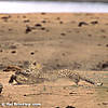 leopard-hunting-03.jpg