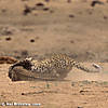 leopard-hunting-04.jpg