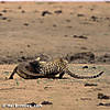 leopard-hunting-11.jpg