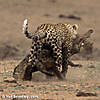 leopard-hunting-13.jpg