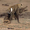leopard-hunting-15.jpg