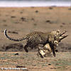 leopard-hunting-16.jpg