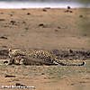 leopard-hunting-19.jpg