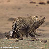 leopard-hunting-23.jpg