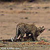 leopard-hunting-25.jpg