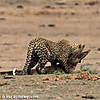 leopard-hunting-26.jpg