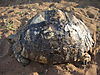 leopard-tortoise-011.jpg