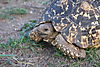 leopard-tortoise-02.JPG