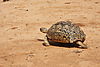 leopard-tortoise-04.JPG