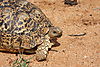 leopard-tortoise-05.JPG