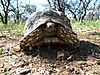 leopard-tortoise-namibia-03.JPG