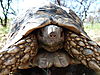 leopard-tortoise-namibia-04.JPG