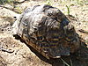 leopard-tortoise-namibia-05.JPG