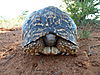 leopard-tortoise-namibia-08.JPG