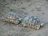 leopard-tortoise-namibia-10.JPG