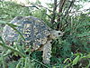 leopard-tortoise-namibia-13.JPG