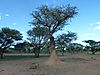 leopard-tree.JPG