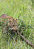 leopard5.jpg