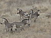 letchwe_zebras_005.jpg