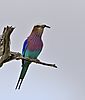 lilac-breasted-roller-3.jpg