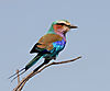 lilac-breasted-roller1.jpg