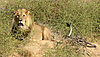 lion-attack-03.jpg