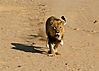 lion-attack-05.jpg