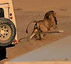 lion-attack-09.jpg