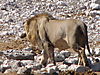 lion-etosha.JPG