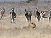 lion-etosha1.JPG