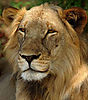lion-mozambique.jpg