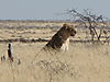 lioness-africa1.JPG