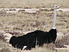 male-ostrich.JPG