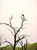 marabou-stork-04.JPG