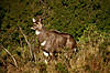 mountain-nyala-01.jpg