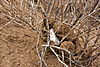 mushroom-namibia-01.jpg