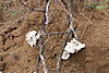 mushroom-namibia-06.jpg