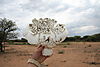 mushroom-namibia-07.jpg