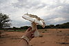 mushroom-namibia-08.jpg