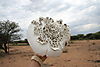 mushroom-namibia-09.jpg